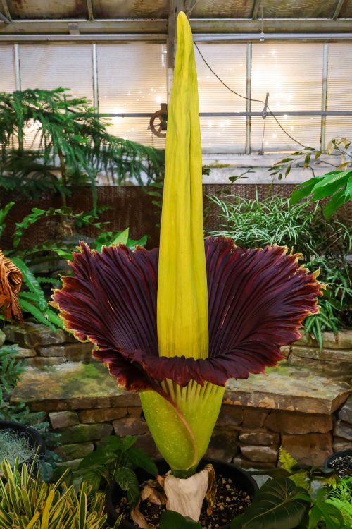 Corpse Flower